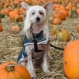 25% coupon on ★ Only Bean Edamame Snacks, SALE! Gotham Steel 12 Pc Ceramic Pots and Pans Set, SALE! Gaiatop Rechargeable Avocado Pocket Hand Warmers, SALE! Holikme Under Door Draft Blocker, SALE! QUOKKA Magnetic Puzzles Sets, SALE! 160 Halloween Temporary Tattoos