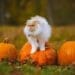 DOUBLE PROMOTION! Coupon + BOGO Free on Wellness Canned Cat Food, SALE! Dicunoy Nonstick Carbon Steel Baking Pans Set, SALE! Btootos Bluetooth Wireless Earbuds, SALE! Under Cabinet Rechargeable Magnetic Motion Sensor Lights, SALE! Squishmallows 10-Inch Jack O Lantern Pumpkin Spice Latte, SALE! Crayola Silly Putty Bulk Variety Pack