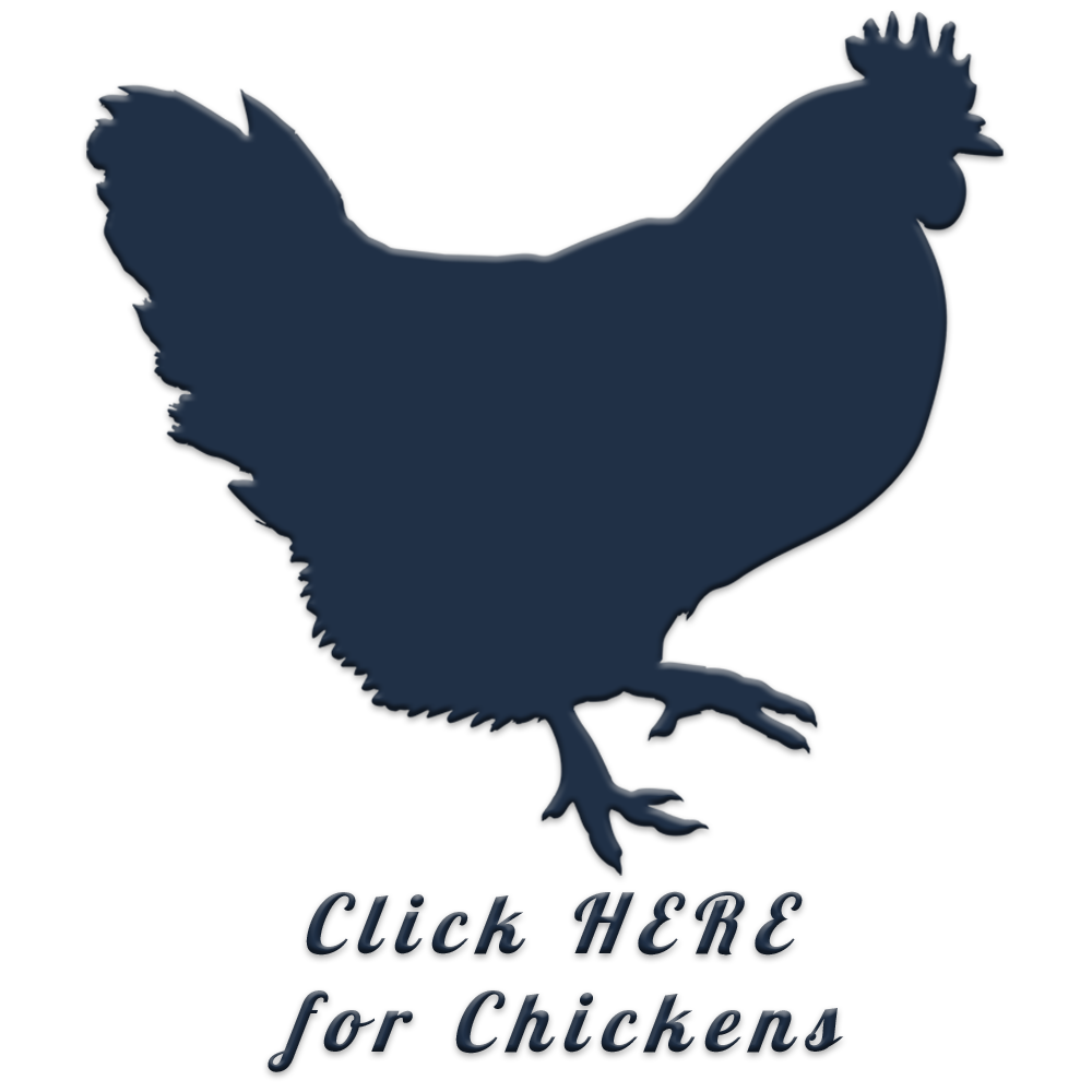 Poultry & Hatching Eggs
