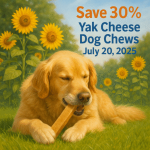 A sunny, realistic outdoor photo of a happy dog chewing a yak cheese treat in a grassy backyard surrounded by sunflowers. In the corner, text reads: “Save 30% – Yak Cheese Dog Chews – July 20, 2025” in bold, cheerful lettering.
