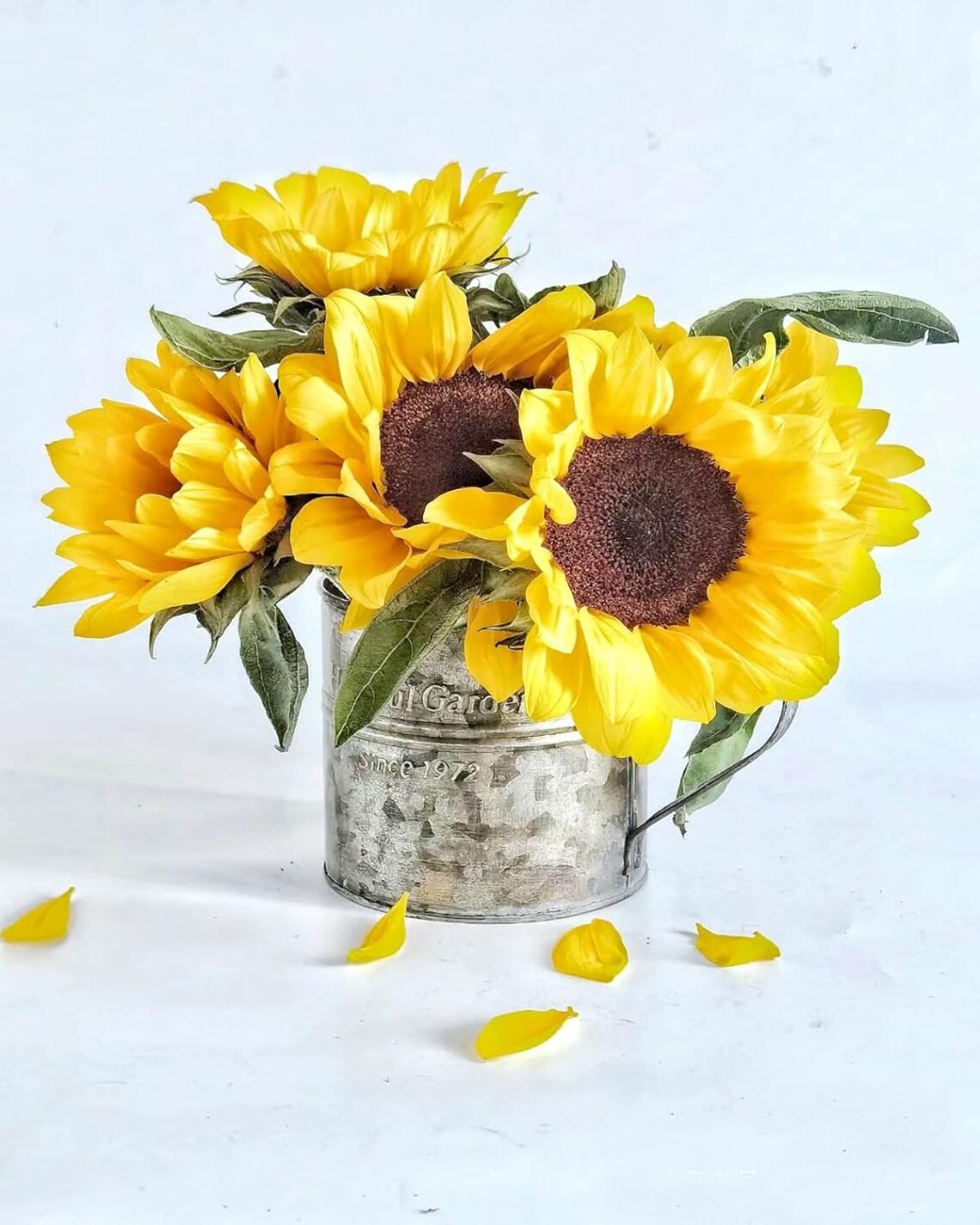 A rustic galvanized metal vase filled with bright yellow sunflowers sits on a white surface. A few sunflower petals are scattered around the base, adding a cheerful touch.