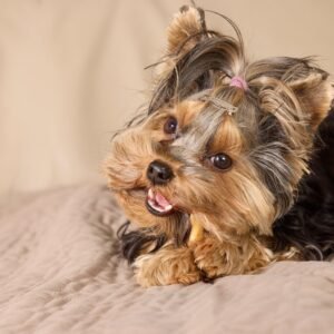 Dogs enjoying fresh meals and treats