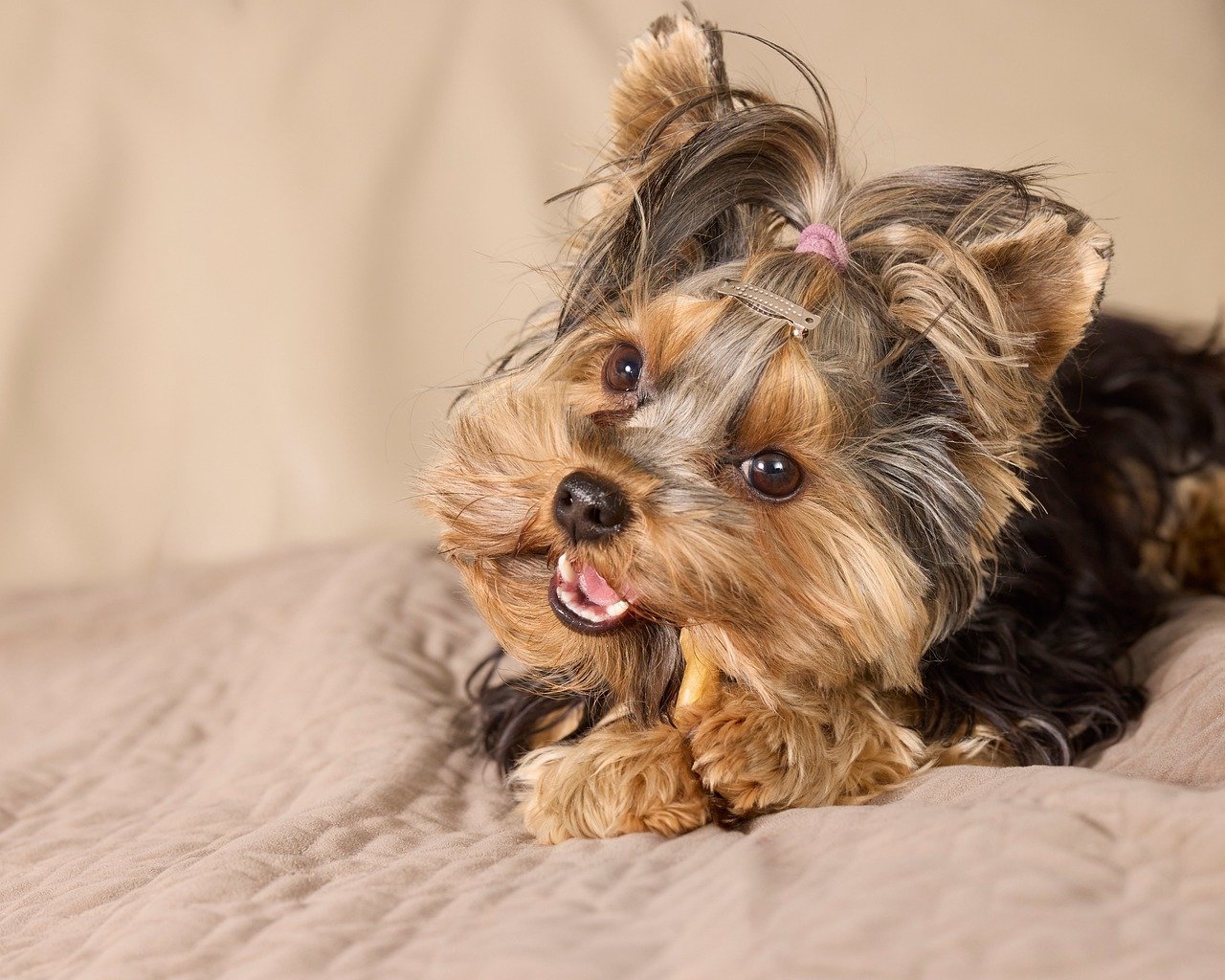 25% coupon on JustFoodForDogs Meals