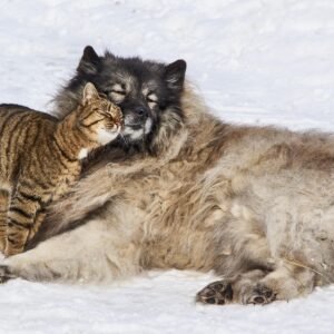 A cat and dog sitting together with pet food and treats displayed nearby