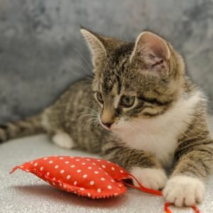 Relaxed cat resting with a small heart-shaped accent nearby