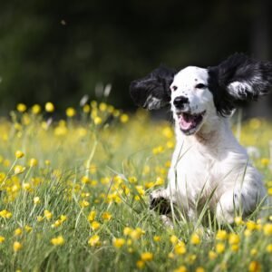 A cute puppy representing pet care, nutrition, and everyday pet essentials.