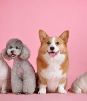 dog and cat with wellness pet food and treats