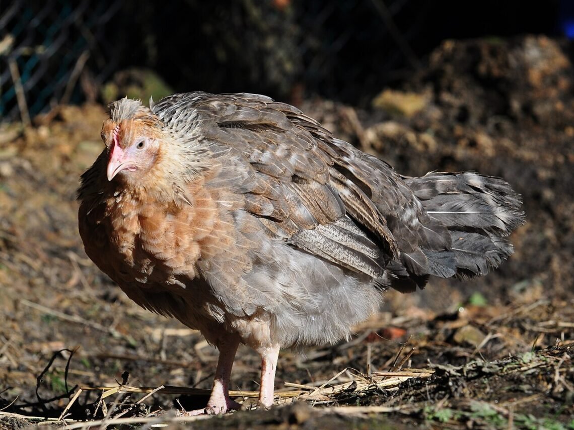The Cream Legbar, an auto-sexing breed