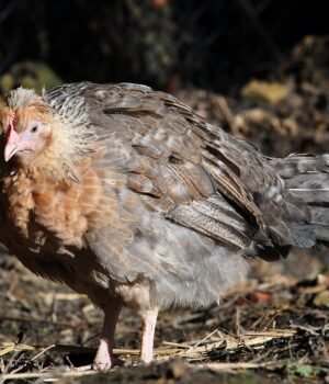 The Cream Legbar, an auto-sexing breed