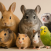 Promotional graphic featuring discounts on food, treats, bedding, and supplies for rabbits, guinea pigs, hamsters, birds, and other small pets.