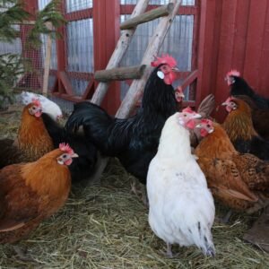 Mixed flock of chickens standing together inside a coop.