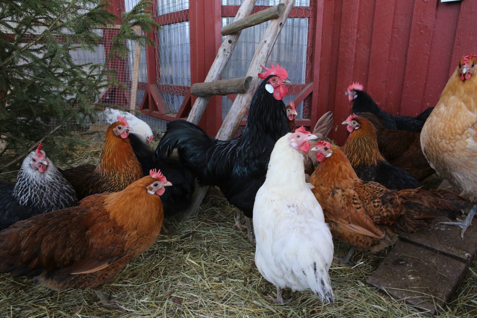 Mixed flock of chickens standing together inside a coop.