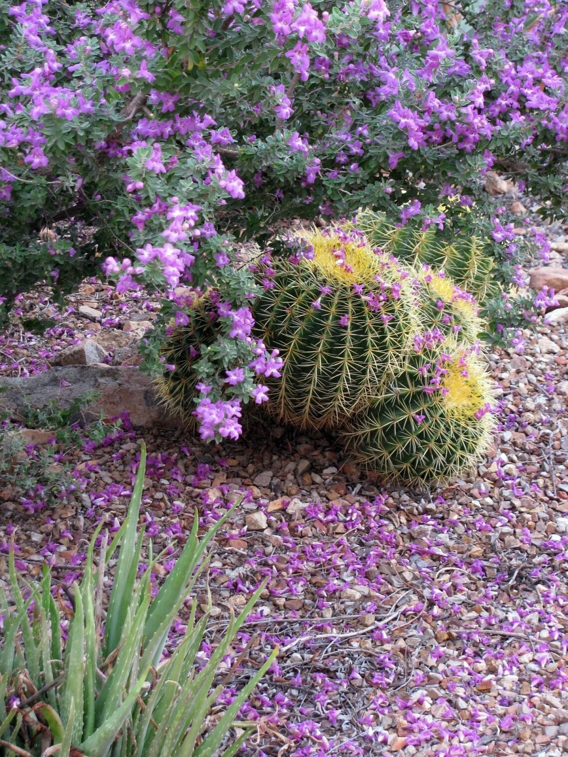Purple Texas sage blooming beside barrel cactus in a dry Texas landscape.