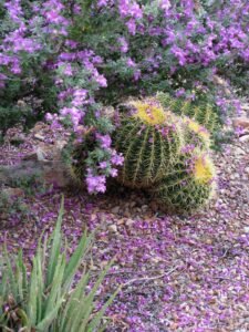 🌿 Why Plant Native? Save Money, Save Time, and Build a Better Garden