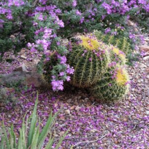 Purple Texas sage blooming beside barrel cactus in a dry Texas landscape.