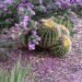 Purple Texas sage blooming beside barrel cactus in a dry Texas landscape.